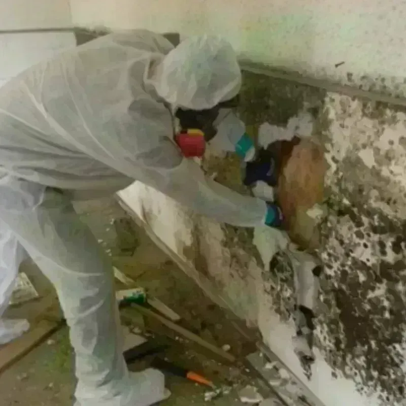 Mold Remediation and Removal in Quincy, MI